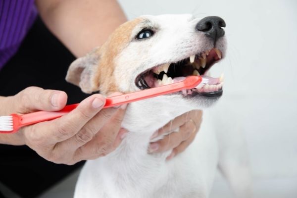 A Spring Hill Veterinary Practice Discusses the Importance of Dental Care for your Pet